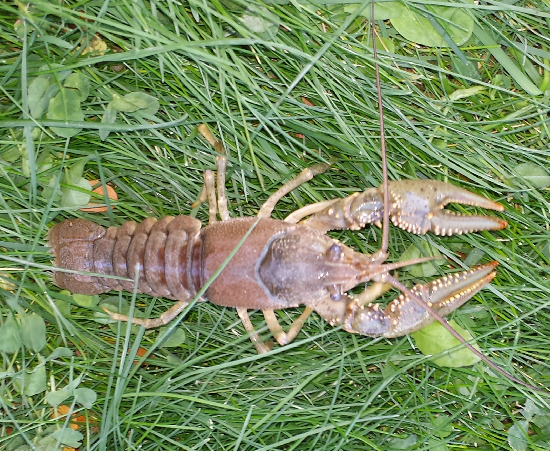 Invasive Crayfish