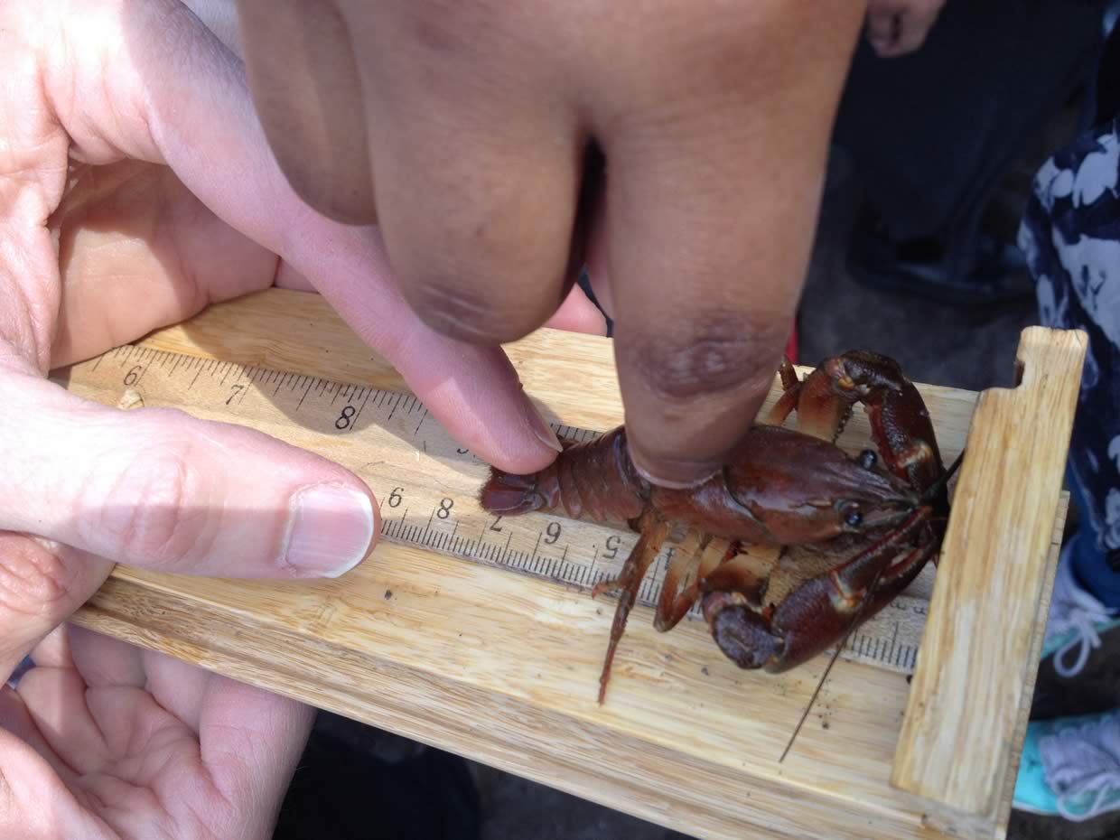 Measuring crayfish