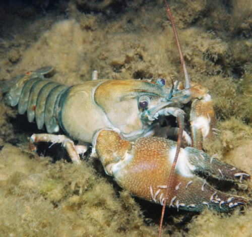 Native signal crayfish