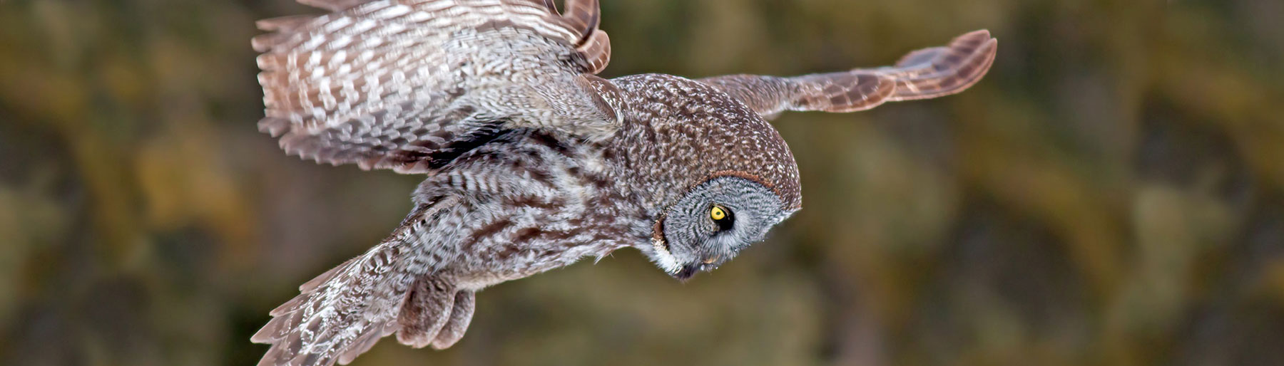Owl Flying